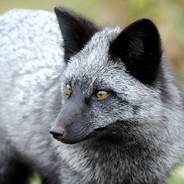 SilverCanidae