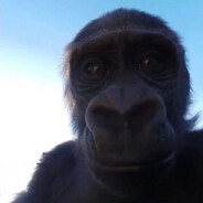 Orangutan