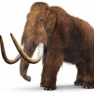MAMONT