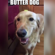 butter dog