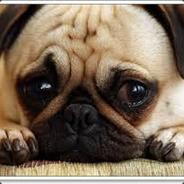 Lonely Dog..