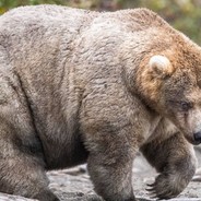 BigRussianBear