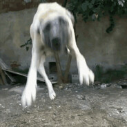 hav hav