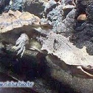 Turtle