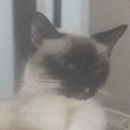 leossj
