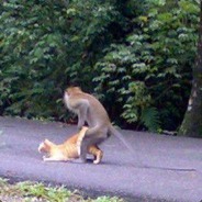 Monkey Love'n