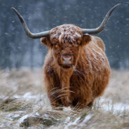 Highland Cattle