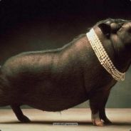 antoniolucien