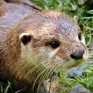^La Nutria Anonima^
