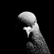 Pigeon