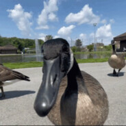 Black Goose