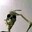 Group Avatar