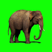 elephant green screen