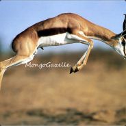 MongoGazelle