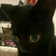 BlackinStars