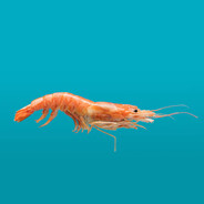 shrimp