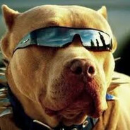 Pit Bull do Samba