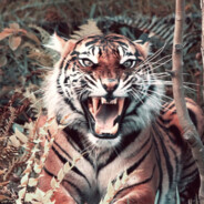Meon