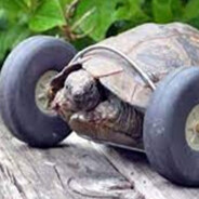 Fastest Turtle