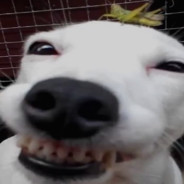 GIBONES