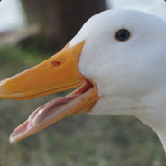 Boneducks