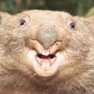 Combat Wombat