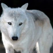 Wolfman
