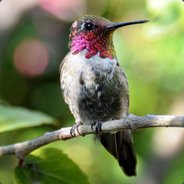 Kolibris (GR KR)