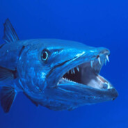 Barracuda