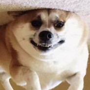 Kapptajn doggo