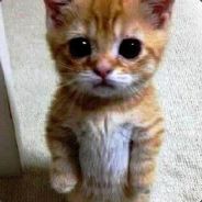 Yolo 猫