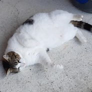 Loki