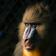 ManDRILL