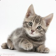 meow ツ