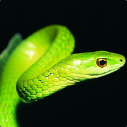 Rollingsnake