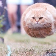Csupi