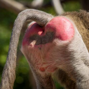 BaboonAss