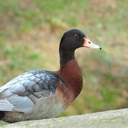 Tkaczoros Pospolitosus