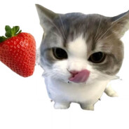 Dpupar