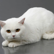 White Cat