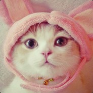 猫咪QAQ