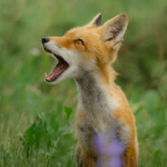 Fox Sunset