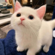 shimianmian