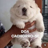 doa cachorro-se