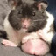 GRB.