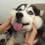 狗狗也有春天