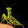 Group Avatar