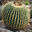 Group Avatar