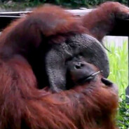 orangutan s cigem