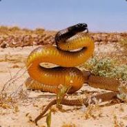 Taipan